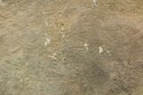 Cruziana (Fossil Trilobite Trackway) - Morocco #118337-1